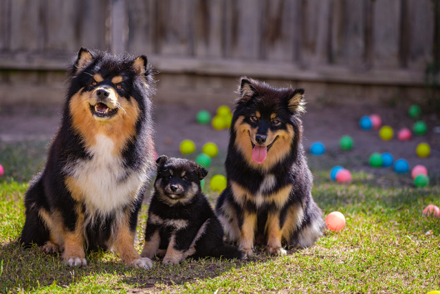 Dolce (left) with daughter Alleria (right) and her daughter Sheya (centre) from the Diamond Litter