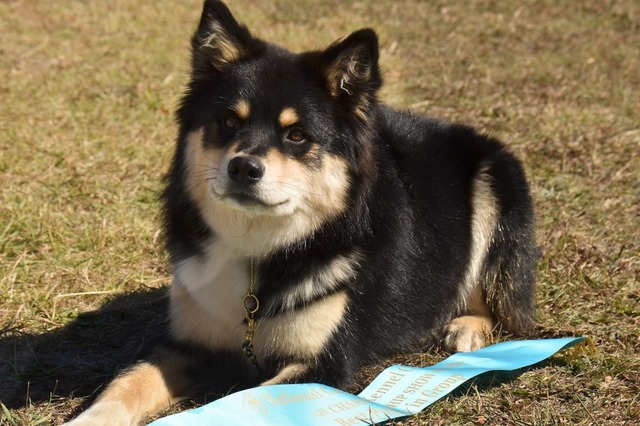 Titan Puppy in Group