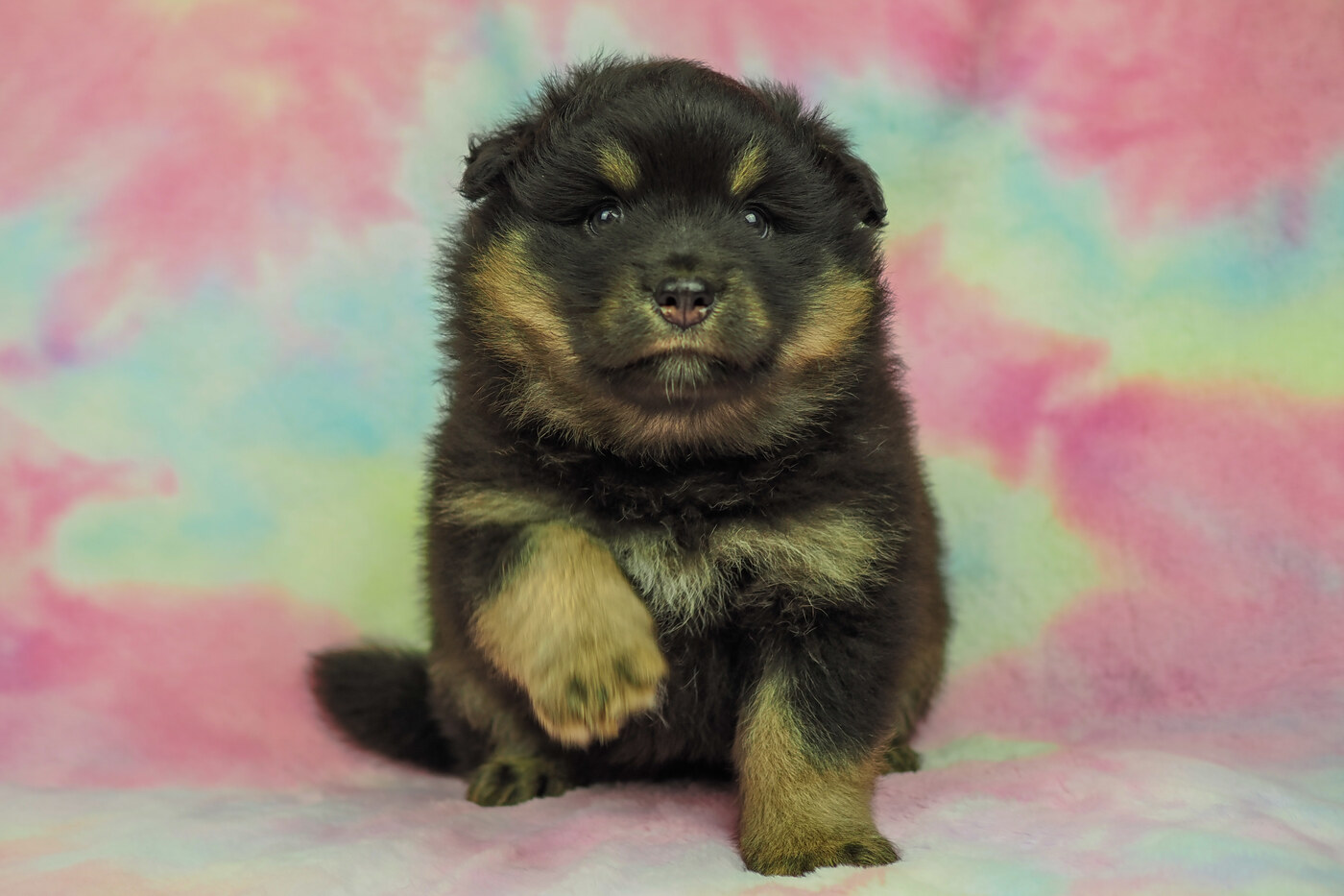 5 weeks