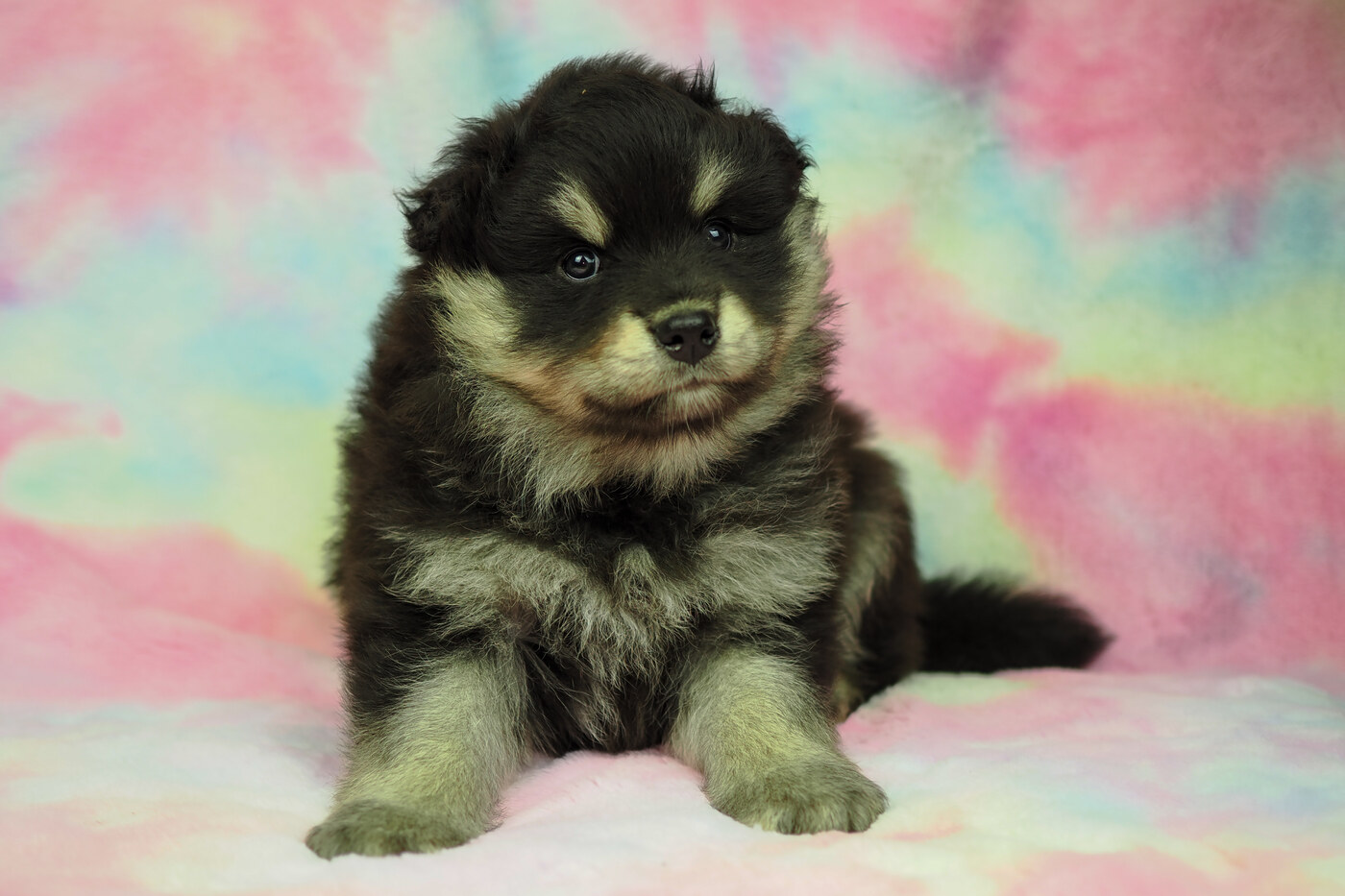 5 weeks