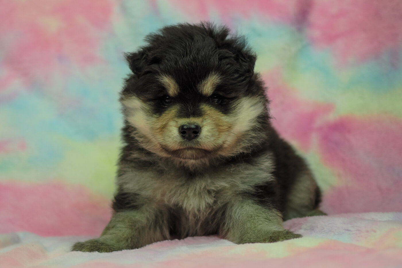 5 weeks