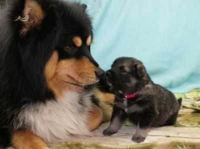 Dolce and 3 wk old Tilly