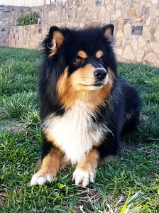 Dolce at 9 years old