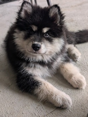 Caleebra Anarchy Ascendant (Fiorente)