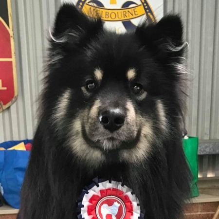 Ch. Neut Ch. Caleebra Fearless Hero (AI) 